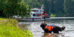Четвероногий патруль: за безопасностью на столичных водоемах начали следить собаки-спасатели