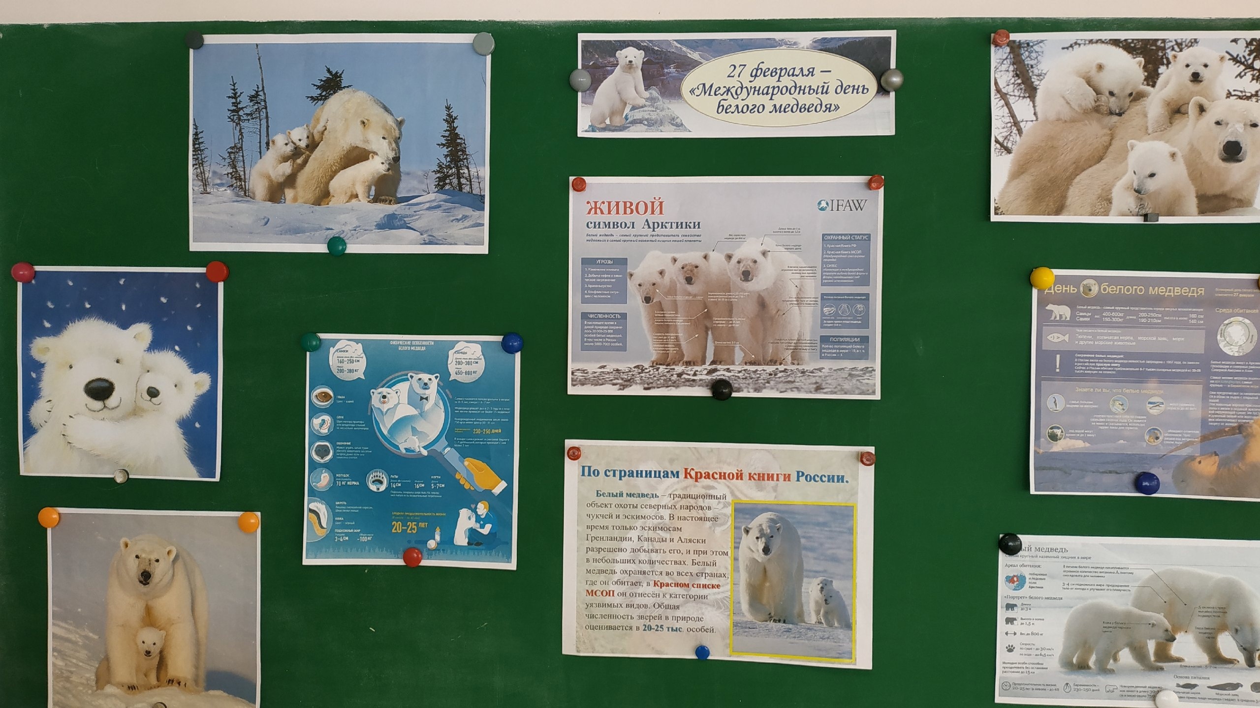 День белого медведя отметили в школе-пансионе «Плесково»