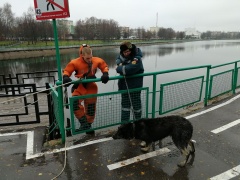 Спасатели новой Москвы вытащили из ледяной воды тонувшую собаку
