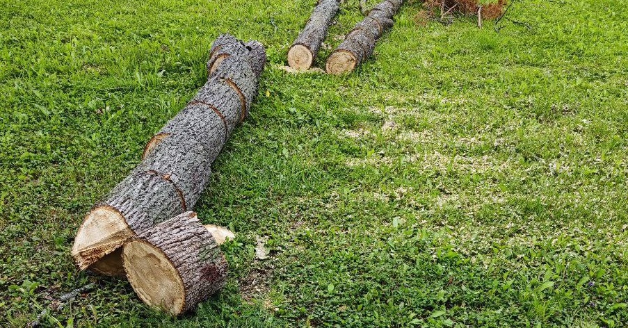 Кронирование и удаление сухостойных деревьев продолжается в Михайлово-Ярцевском