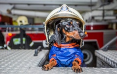 Бесценные специалисты: как работают собаки московских аварийно-спасательных отрядов.
