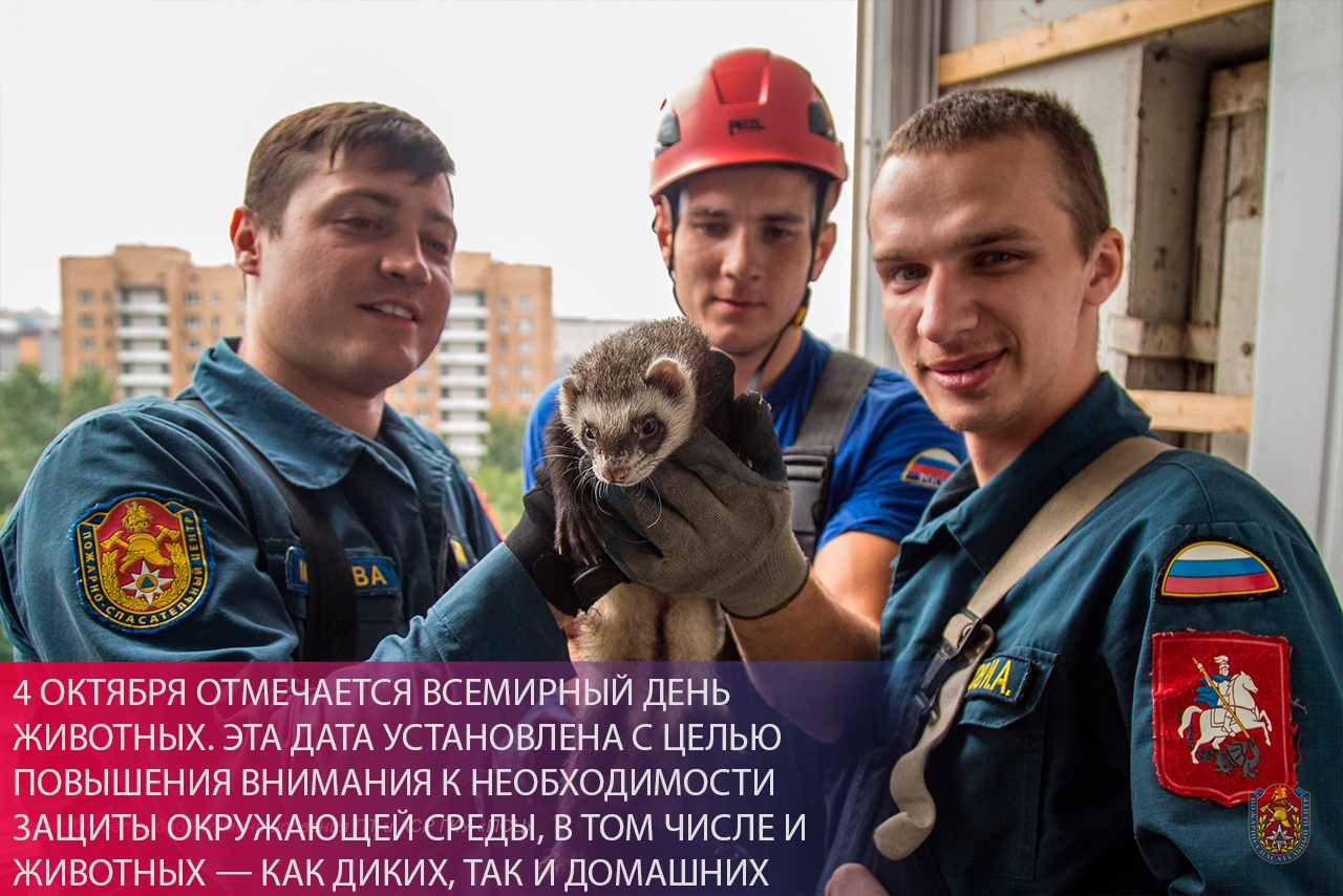 Московские спасатели 550 раз выезжали для оказания помощи животным и птицам